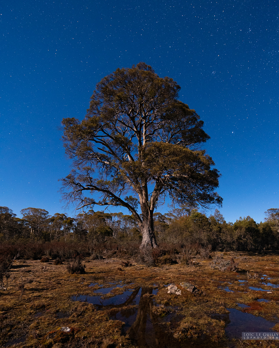 photograph of Miena cider gum moonlit